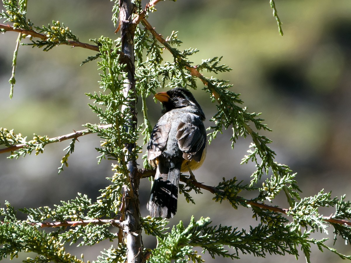 Golden-billed Saltator - ML634770066