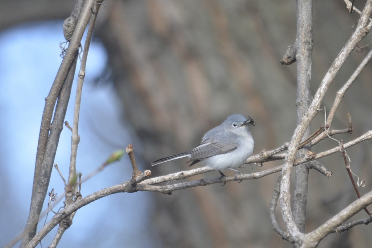 Blue-gray Gnatcatcher - ML634770105