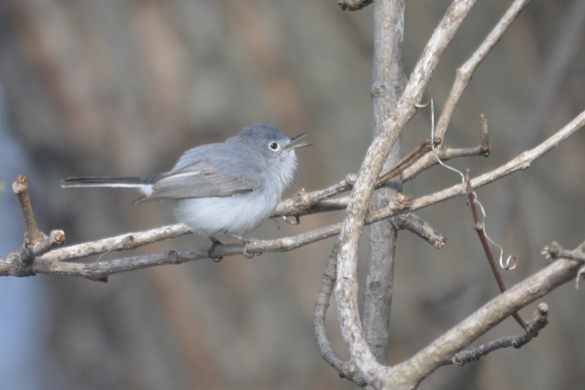 Blue-gray Gnatcatcher - ML634770106