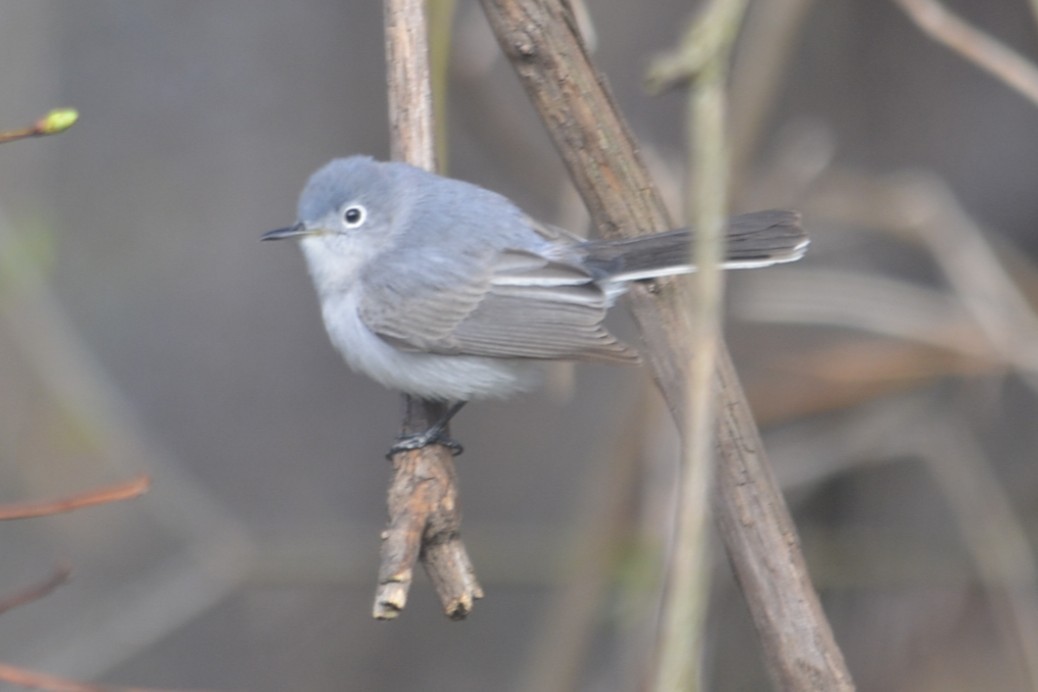 Blue-gray Gnatcatcher - ML634770107
