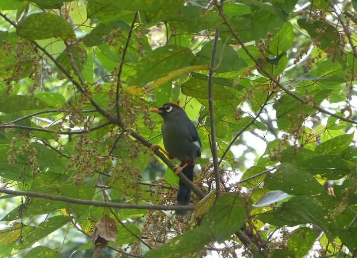 Chestnut-capped Laughingthrush - ML634770234
