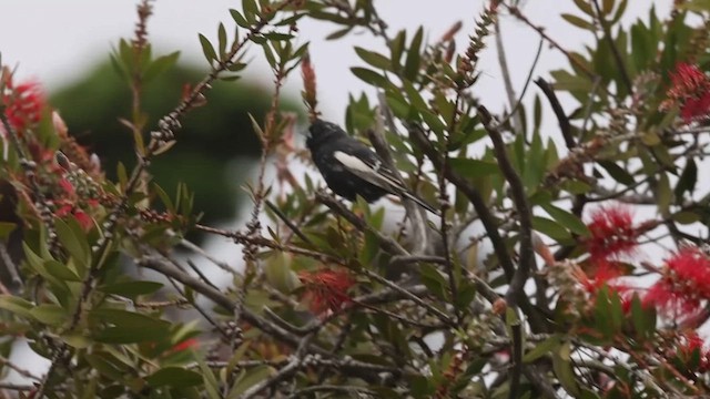 Lark Bunting - ML634770314