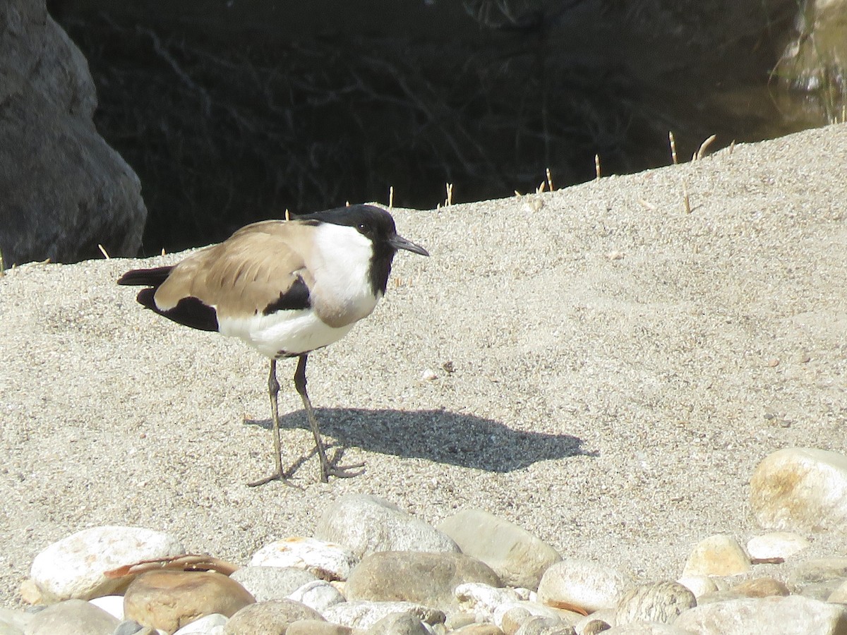 River Lapwing - ML634770503