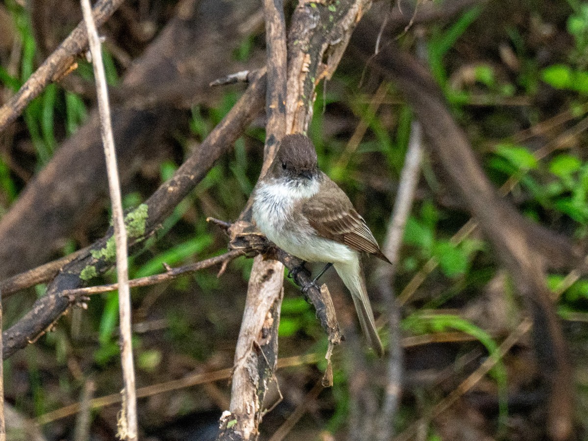 Eastern Phoebe - ML634770583