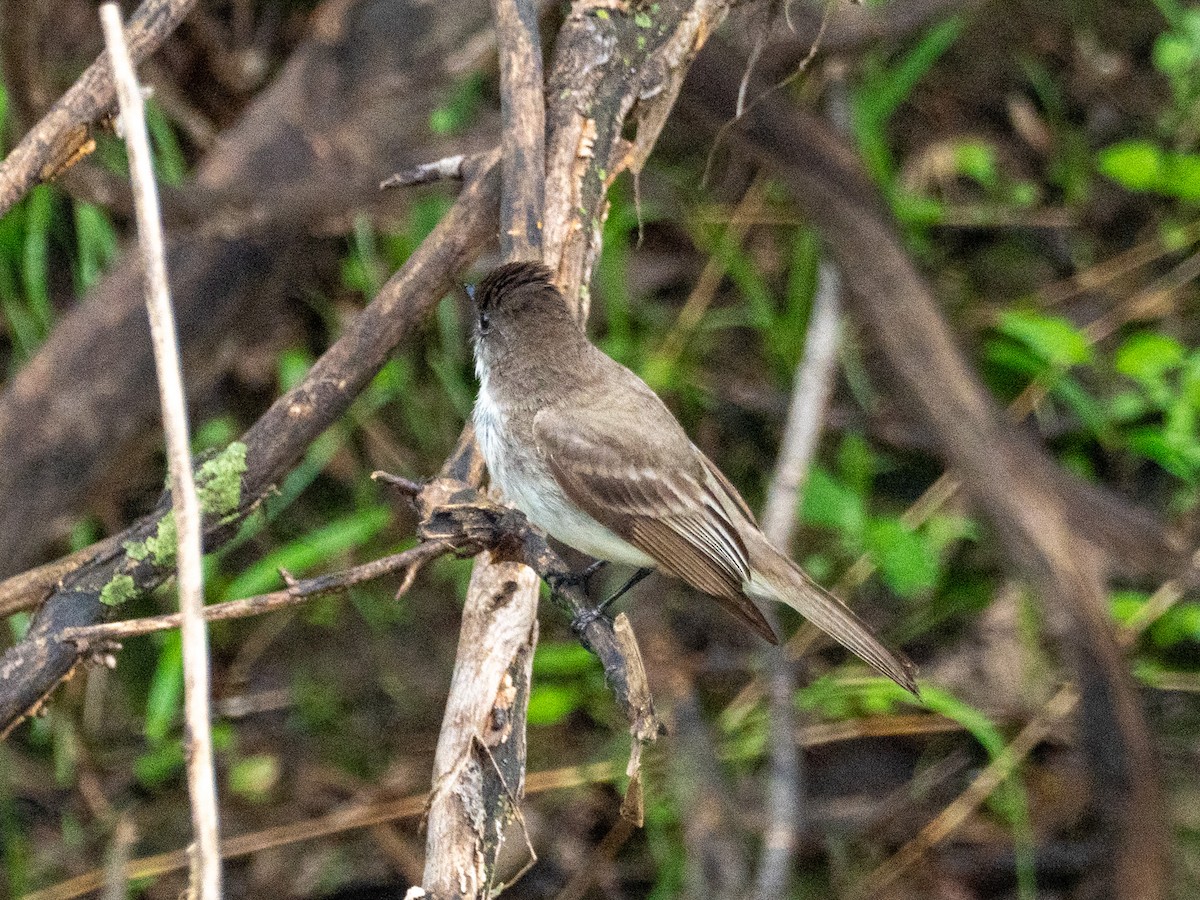 Eastern Phoebe - ML634770584