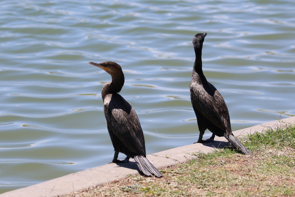 Neotropic Cormorant - ML634770609