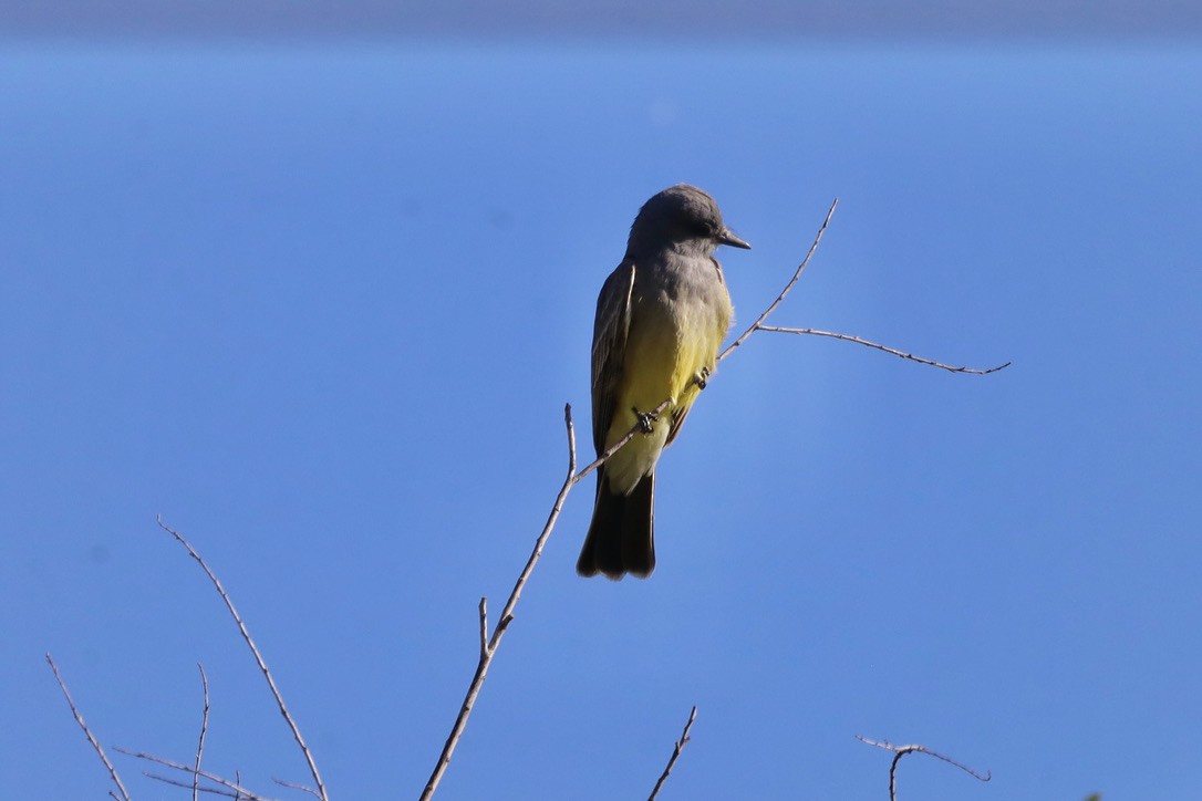 Cassin's Kingbird - ML634770635