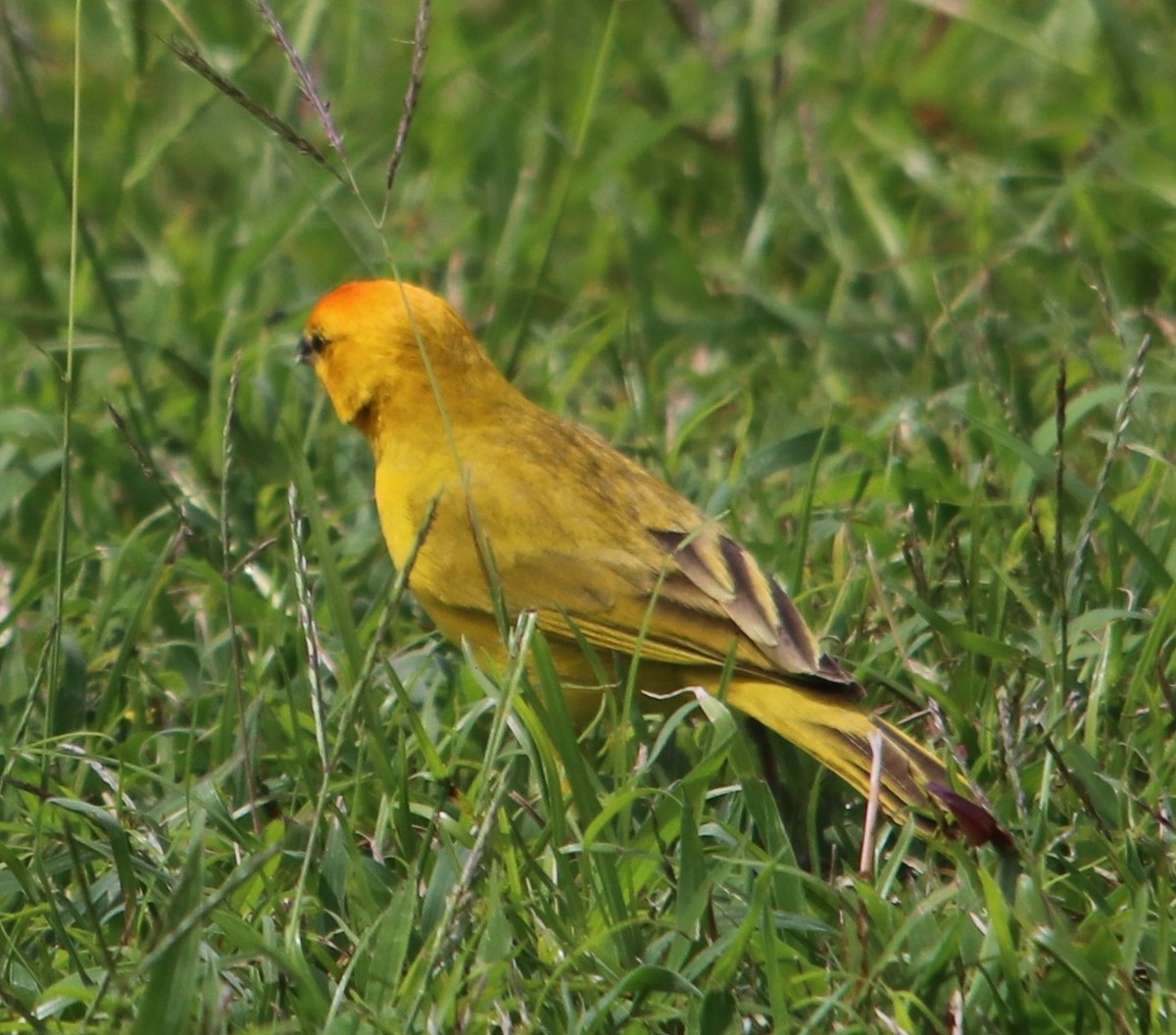 Saffron Finch - ML634770685