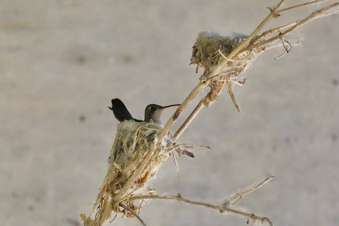 Broad-billed Hummingbird - ML634770748
