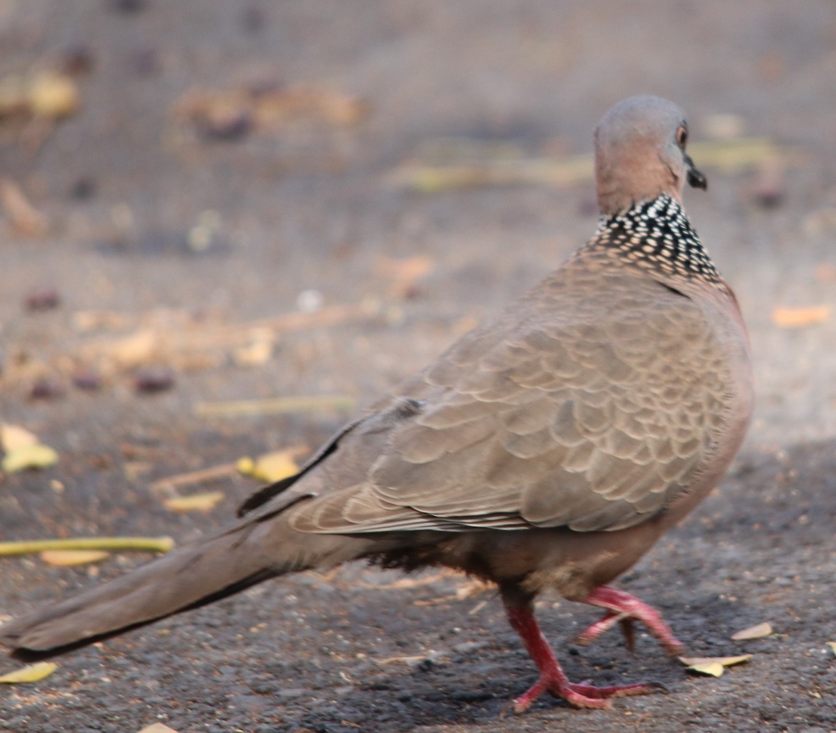 Spotted Dove - ML634770845
