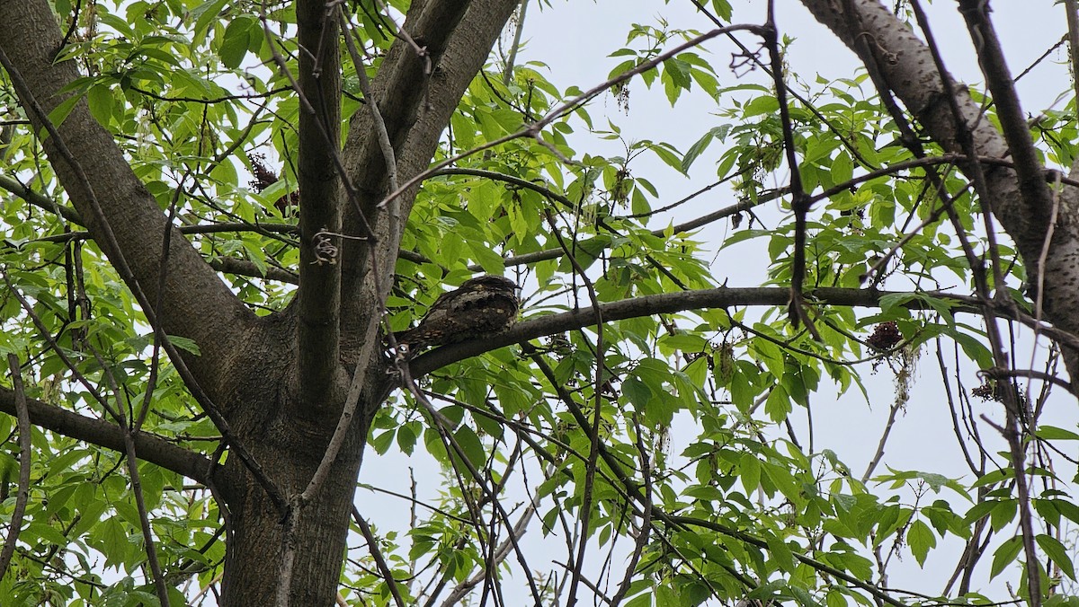 Eastern Whip-poor-will - ML634771109