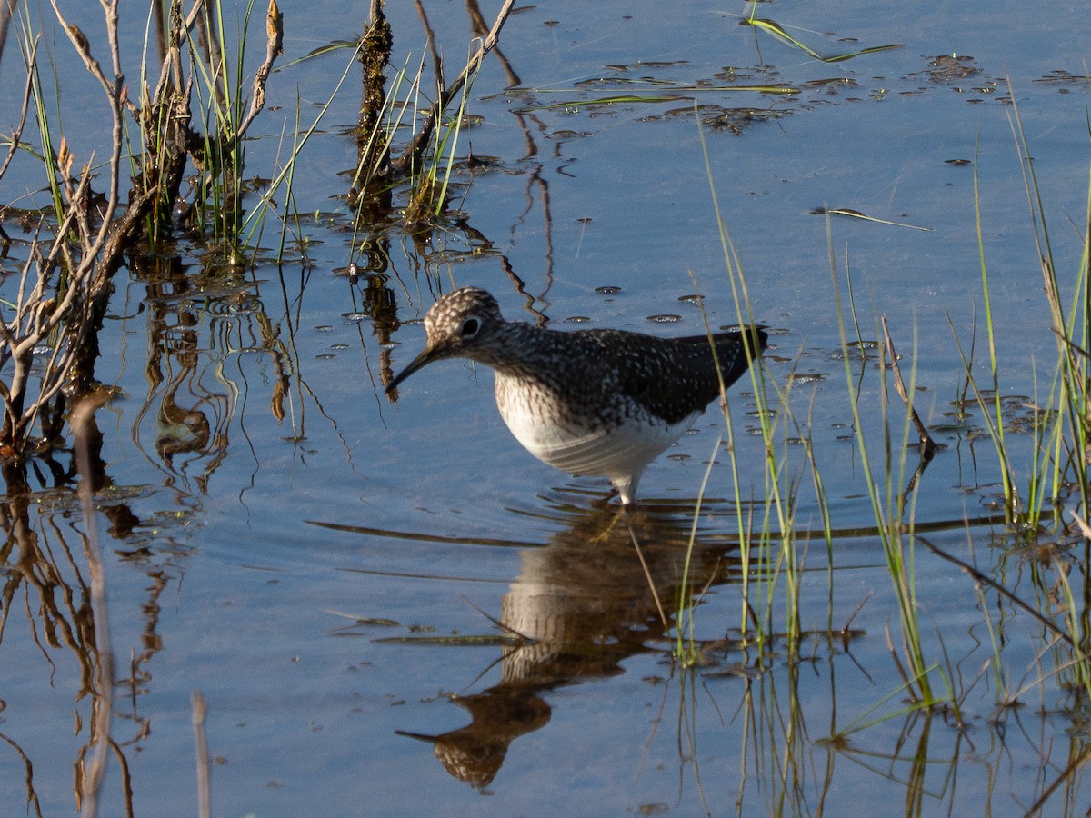 Solitary Sandpiper - ML634771117