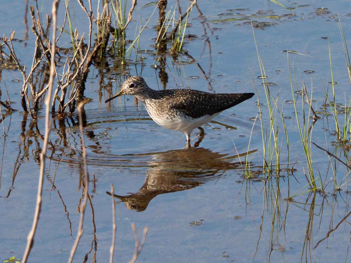 Solitary Sandpiper - ML634771118