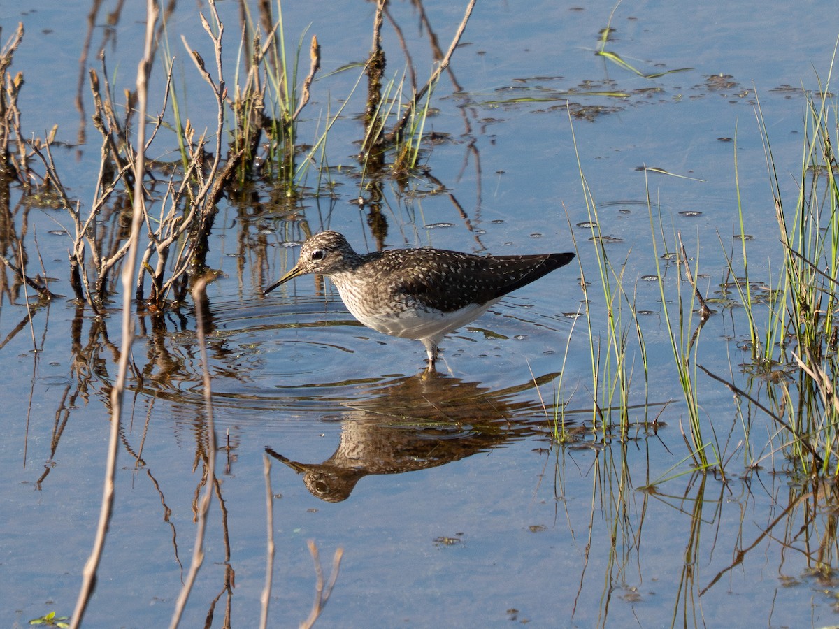 Solitary Sandpiper - ML634771119