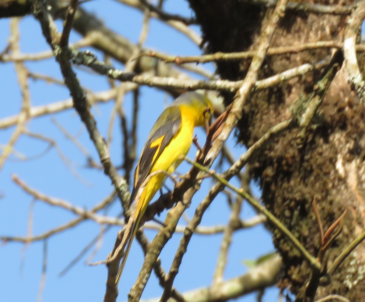 Scarlet Minivet - ML634771136