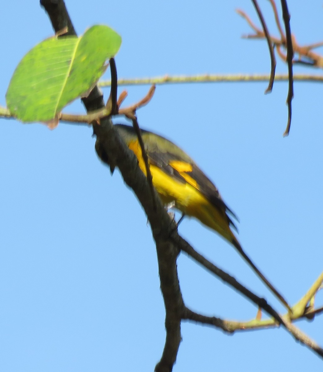 Scarlet Minivet - ML634771148