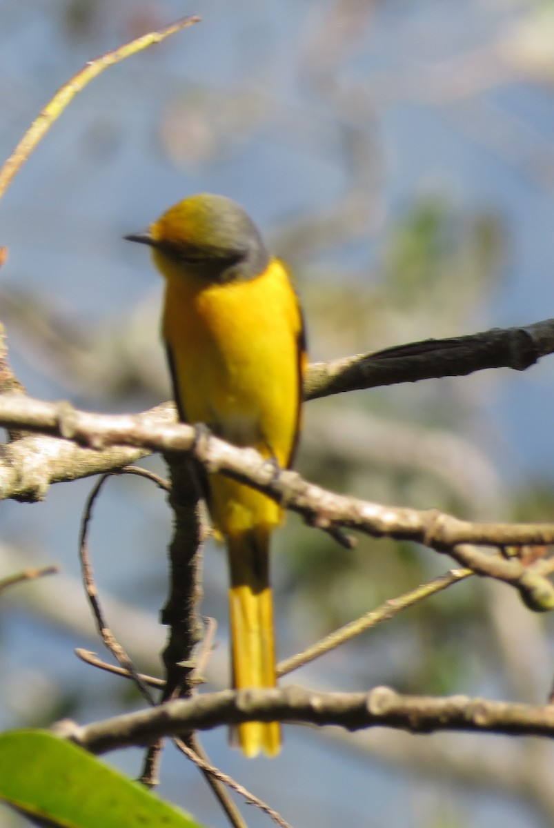 Scarlet Minivet - ML634771156