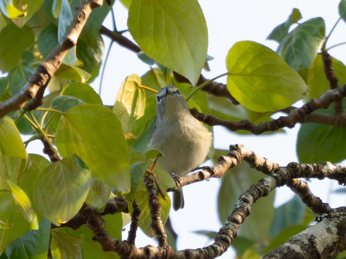 Cassin's Vireo - ML634771157