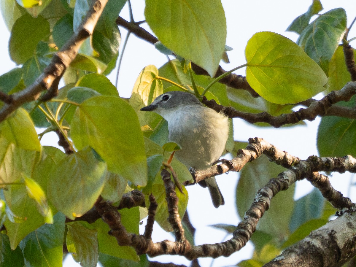 Cassin's Vireo - ML634771158