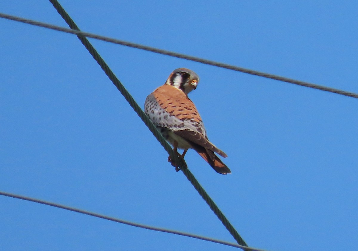 American Kestrel - ML634771285
