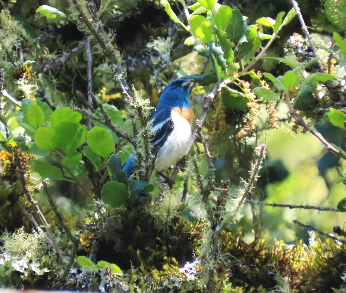 Lazuli Bunting - ML634771307