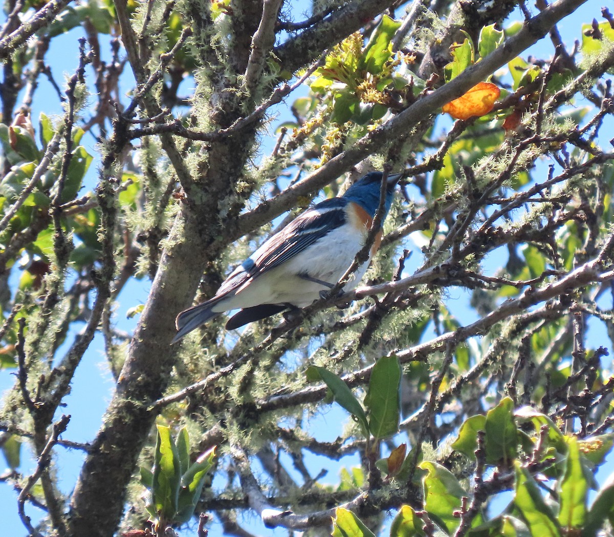 Lazuli Bunting - ML634771338
