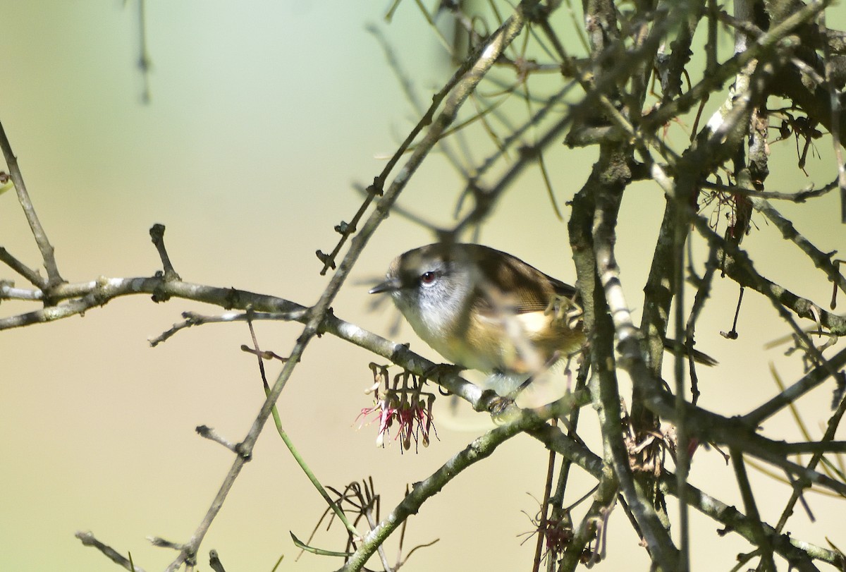 Brown Gerygone - ML634771475