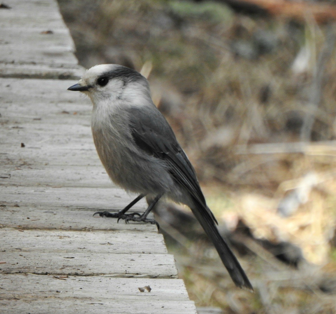 Canada Jay - ML634771534