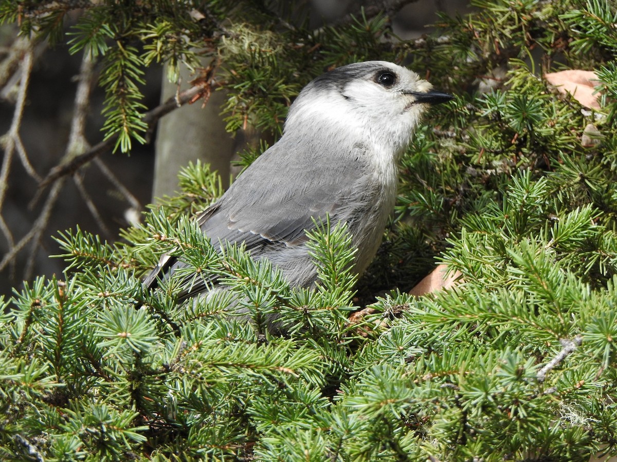 Canada Jay - ML634771535