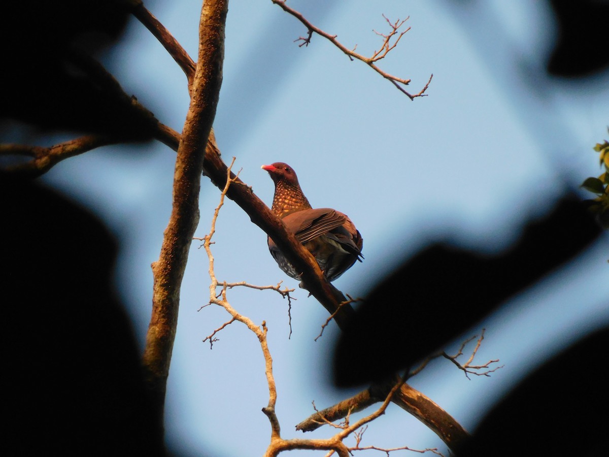 Scaled Pigeon - ML634771745
