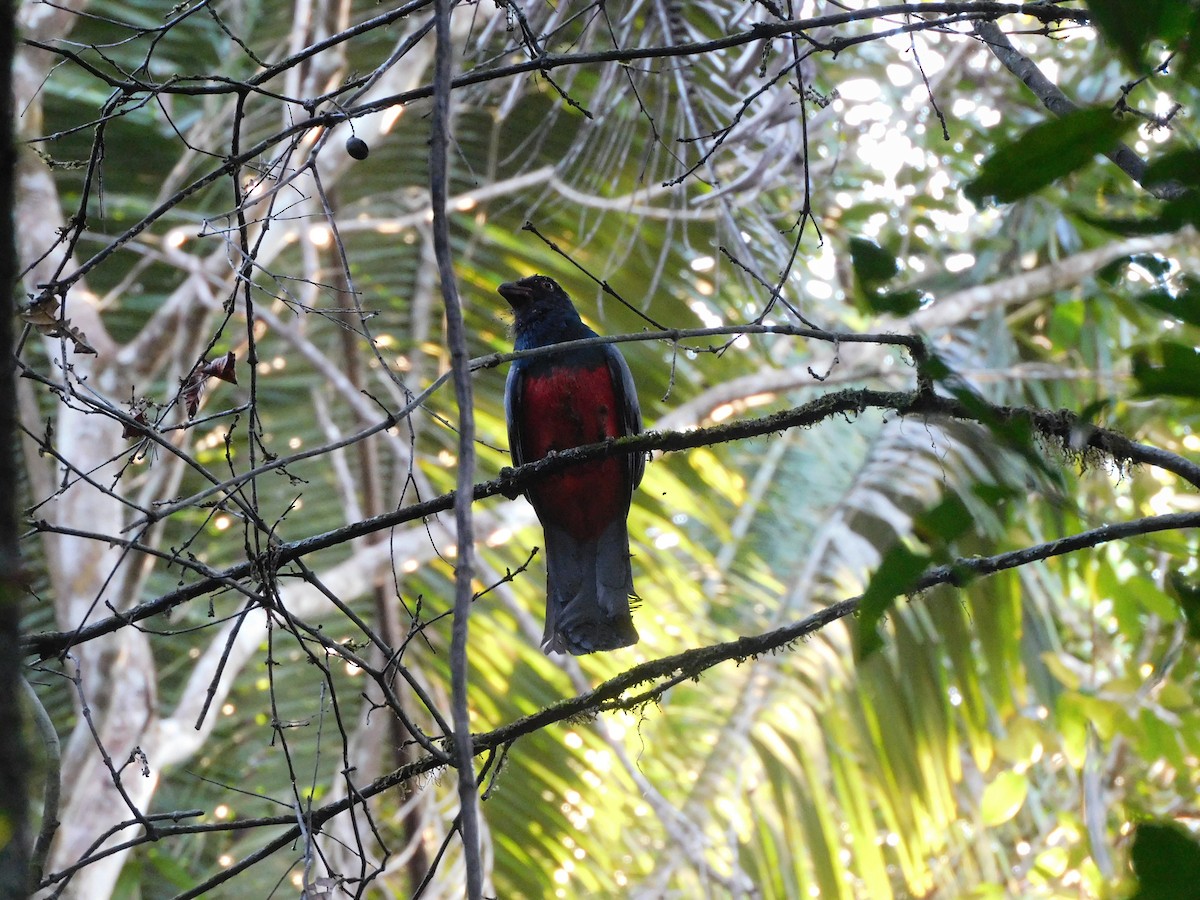 Slaty-tailed Trogon (Massena) - ML634771759