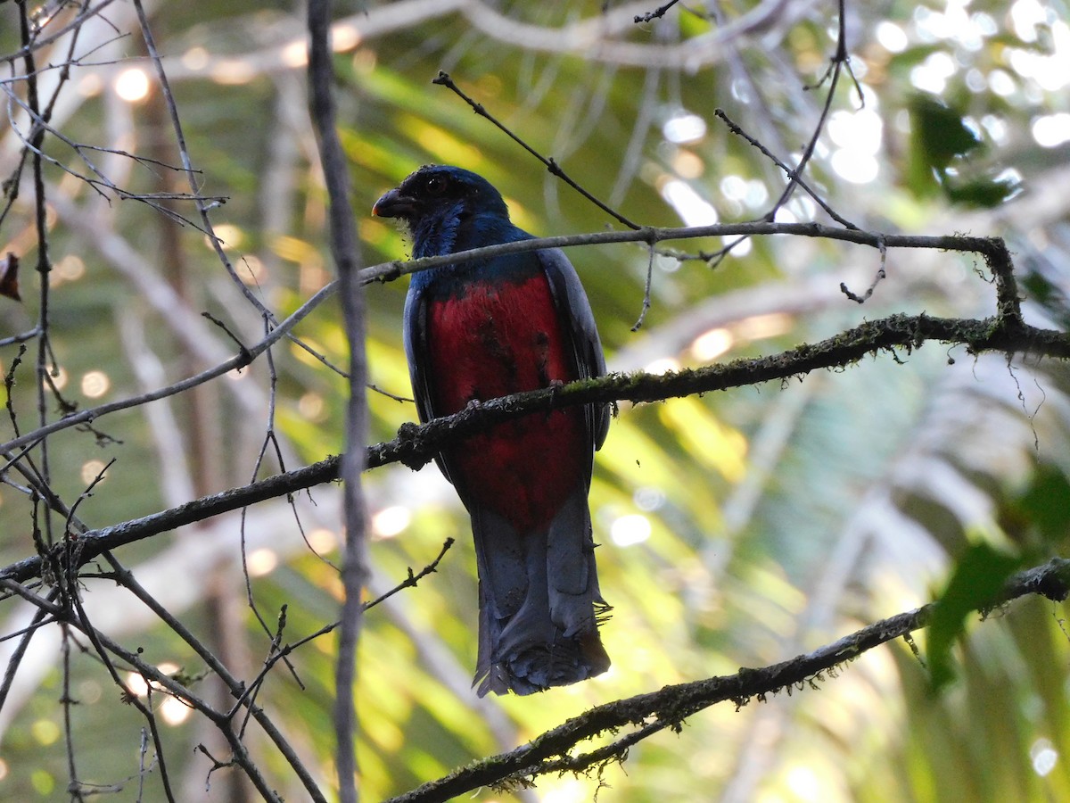 Slaty-tailed Trogon (Massena) - ML634771760