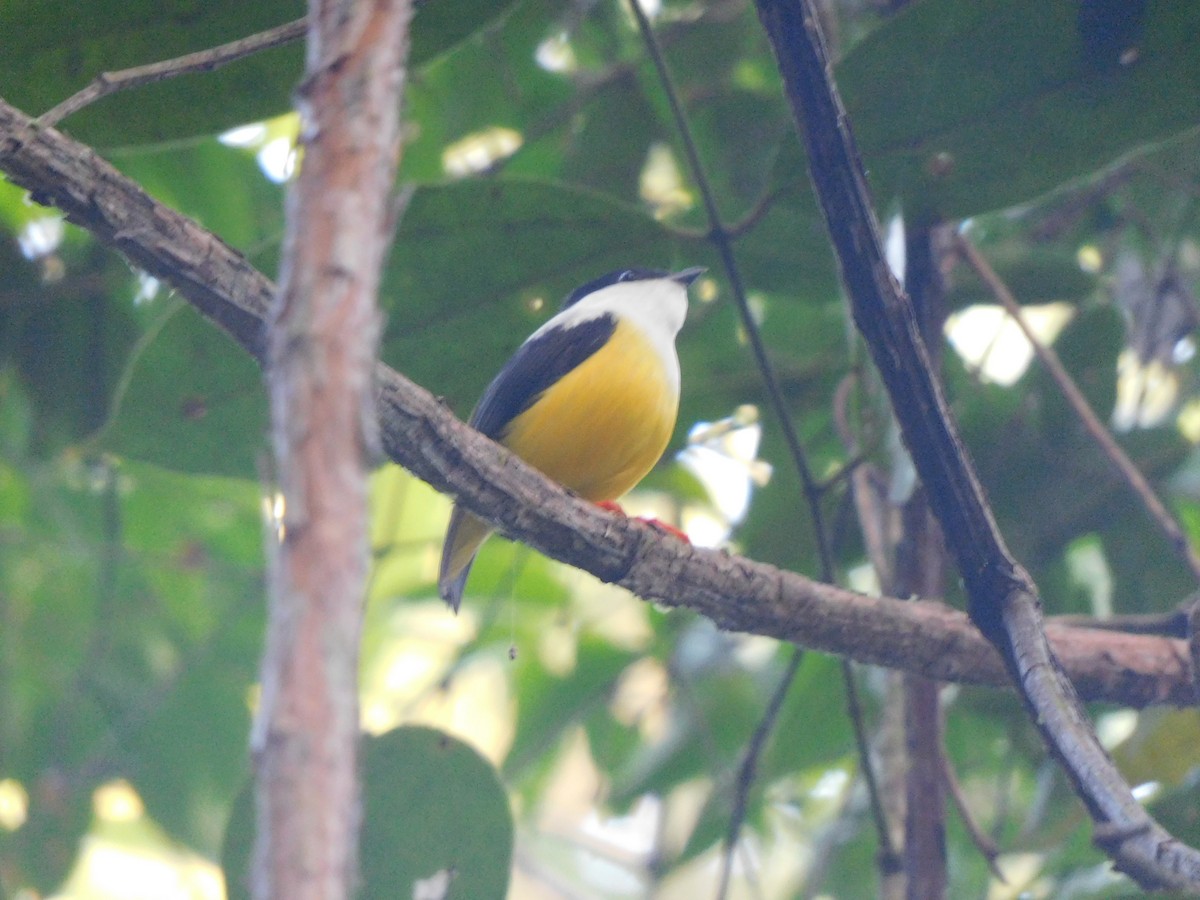 White-collared Manakin - ML634771807
