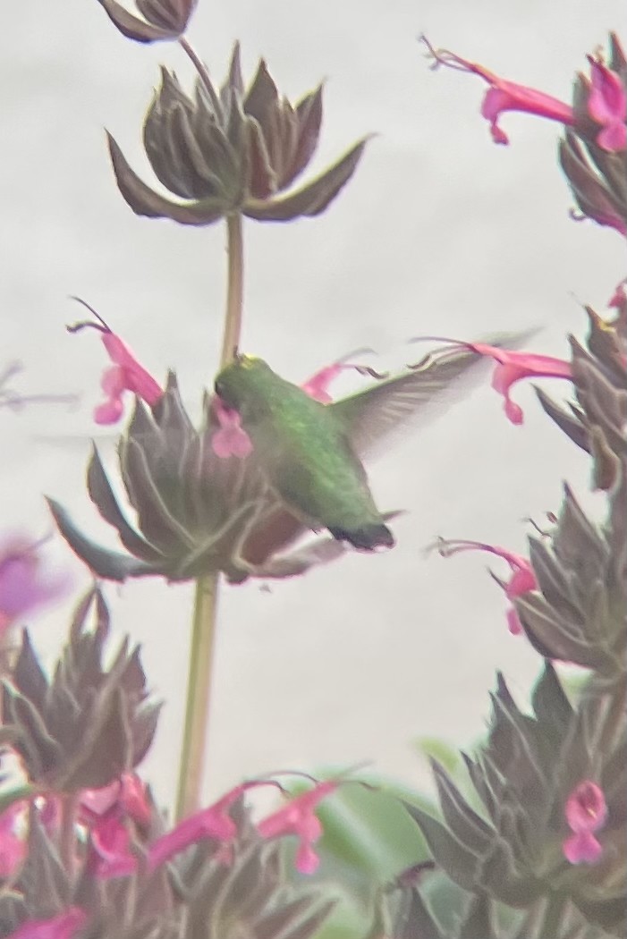 Calliope Hummingbird - ML634771895