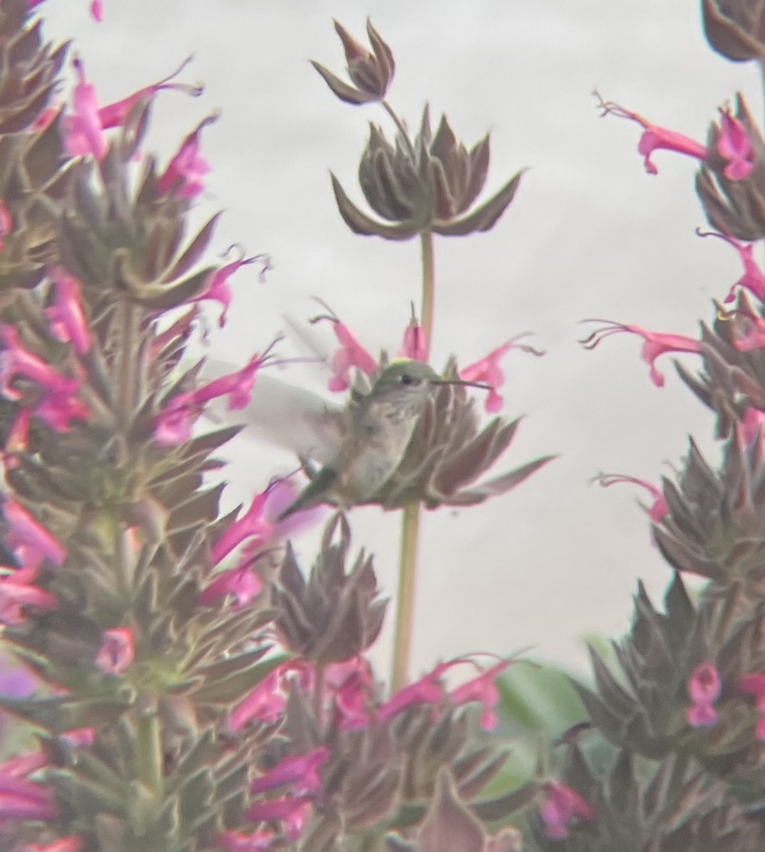 Calliope Hummingbird - ML634771898