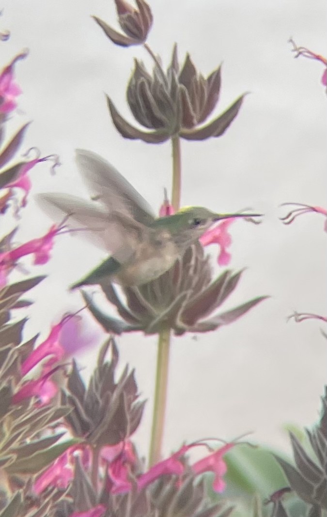 Calliope Hummingbird - ML634771906