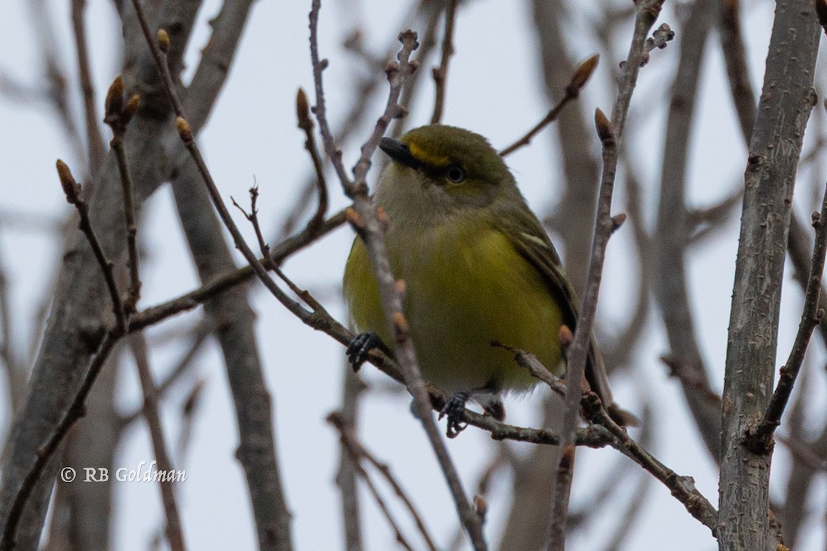White-eyed Vireo - ML634771931