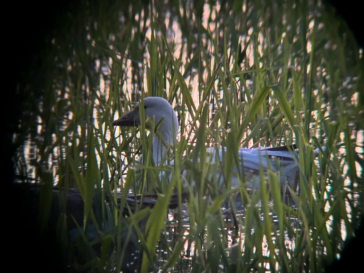 Schneegans - ML634772128