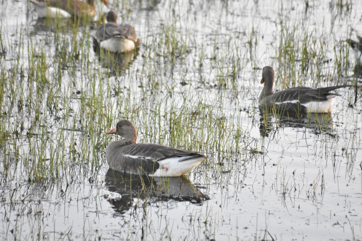 Blässgans - ML634772150