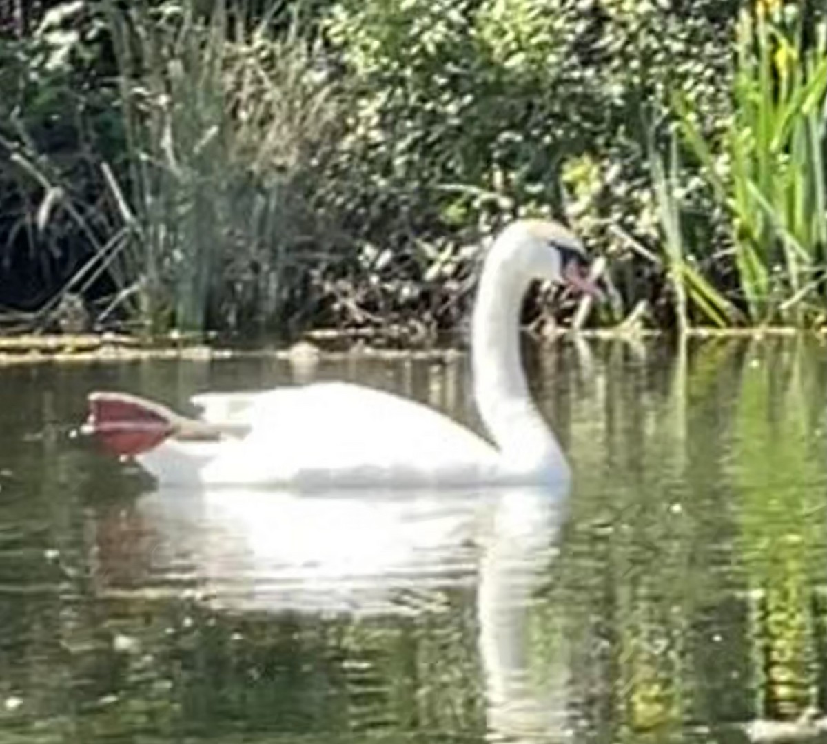 Mute Swan - ML634772152