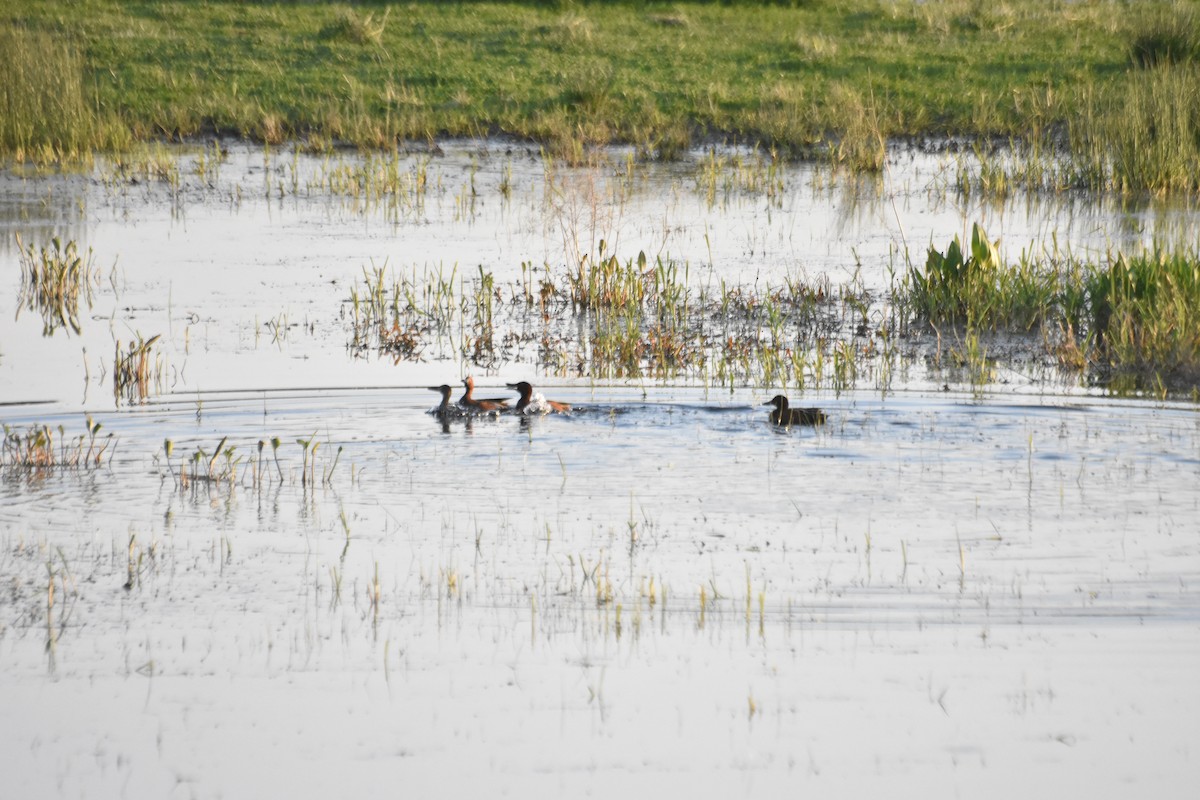 Zimtente - ML634772160