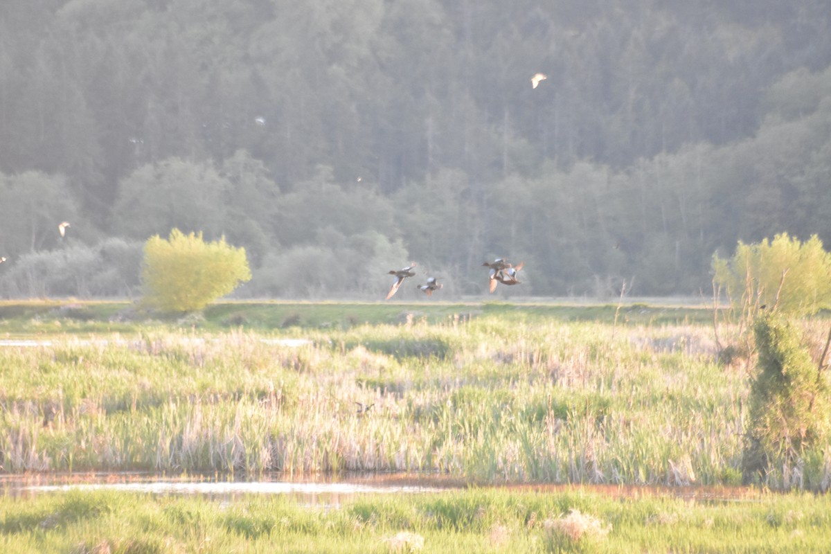 Zimtente - ML634772162