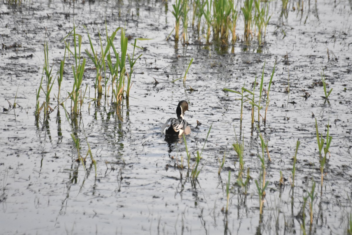 Spießente - ML634772177