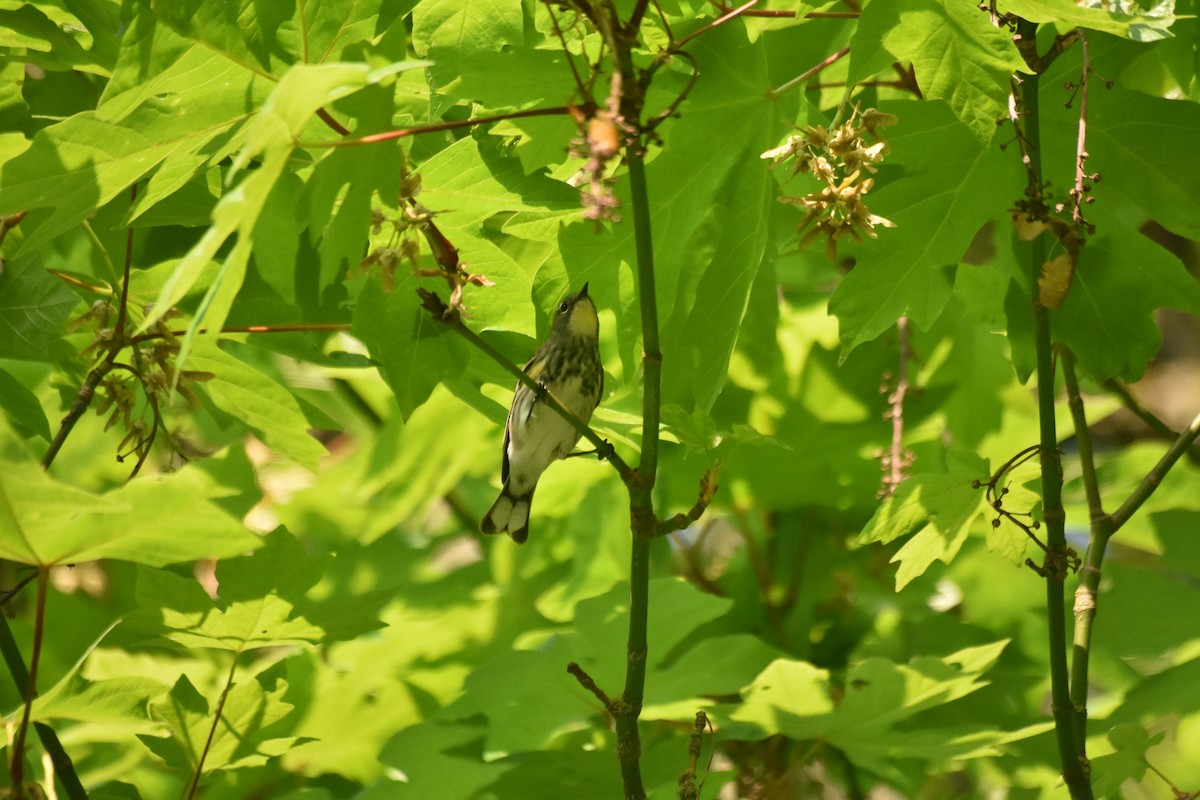 Kronenwaldsänger - ML634772274