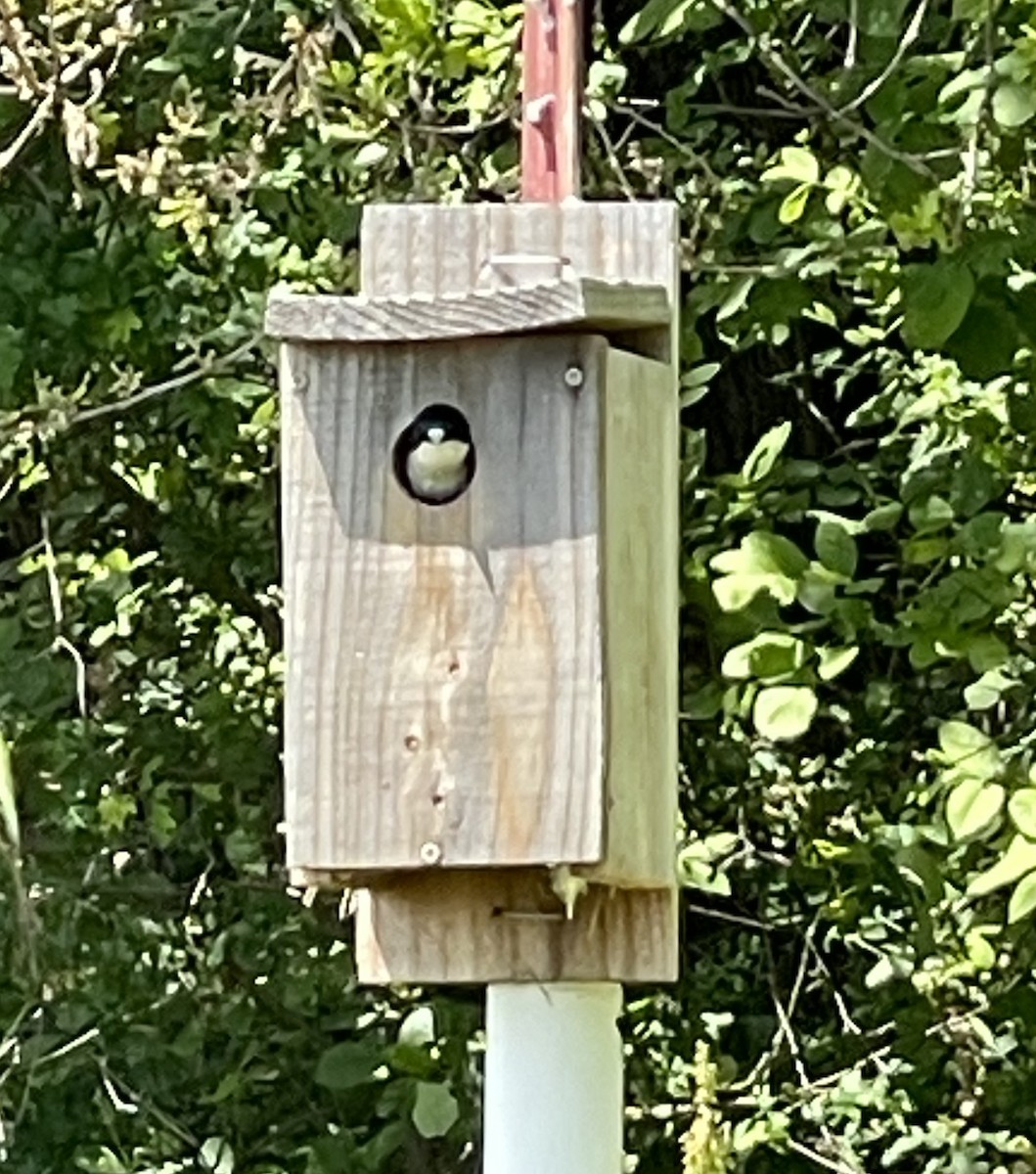 Tree Swallow - ML634772289