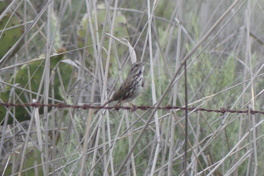 Song Sparrow - ML634772519