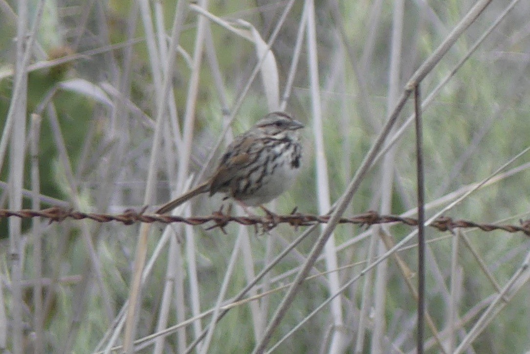 Song Sparrow - ML634772521