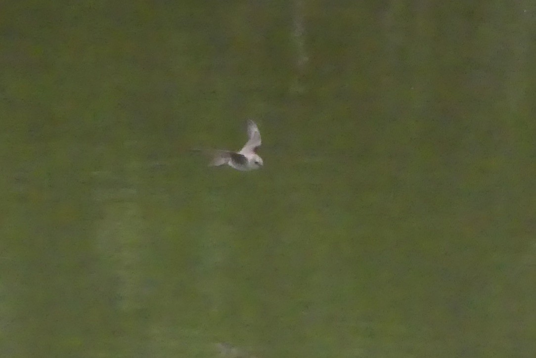 Northern Rough-winged Swallow - ML634772534