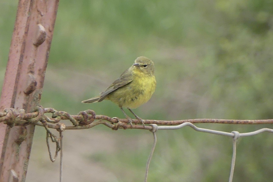 Orange-crowned Warbler - ML634772552