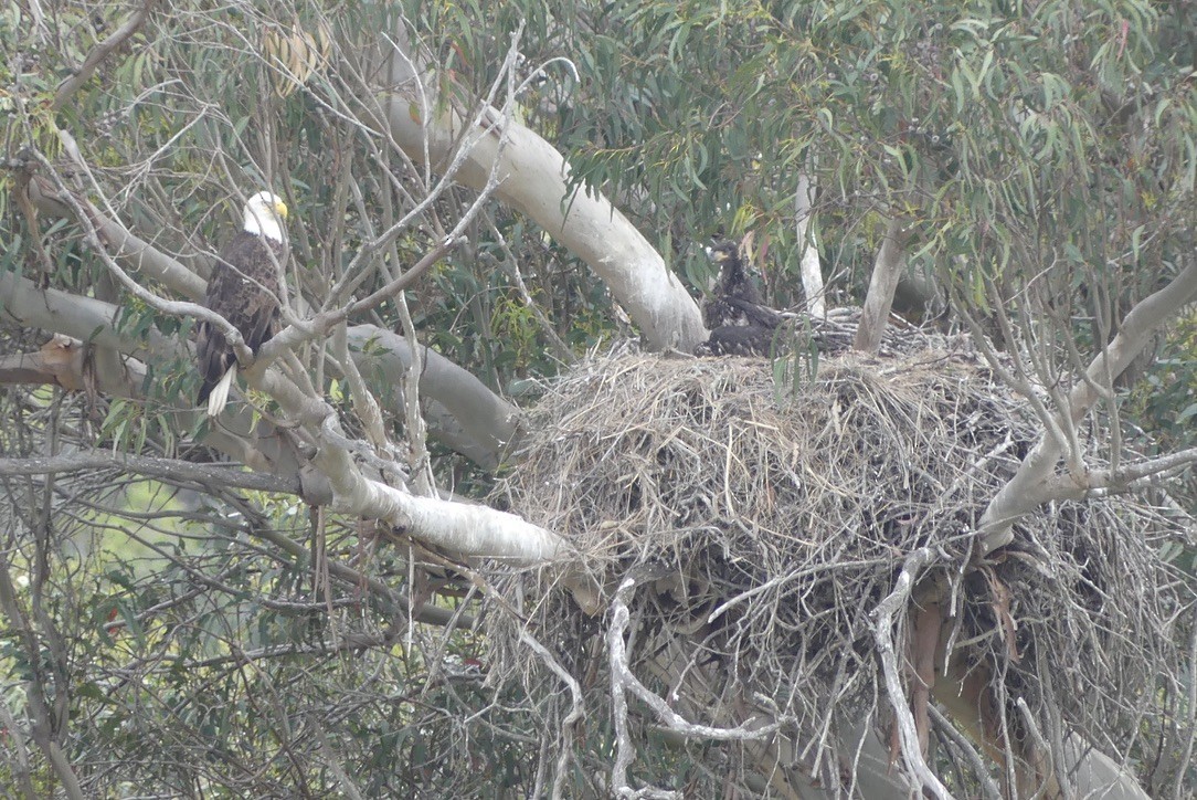 Bald Eagle - ML634772560